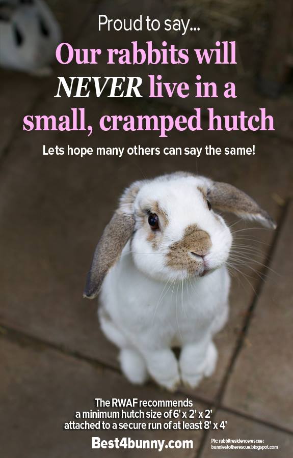 mommagotbuns's tweet photo. “@Best4bunny: Can you say the same?
#RAW2015 #RoomForRabbits http://t.co/0HzRQ5weIE” I have my own bedroom! #BeMoreBun