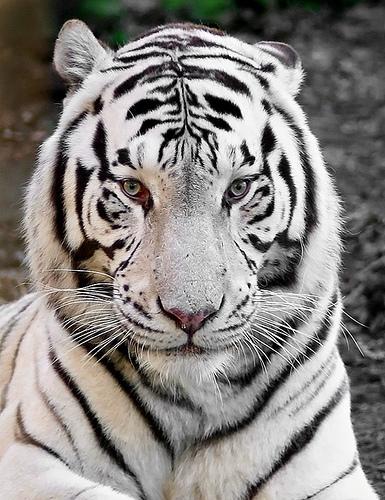 animalibiondini's tweet photo. Tigre bianca 
http://t.co/vZwIzpTr6f http://t.co/b7lACH9nh3