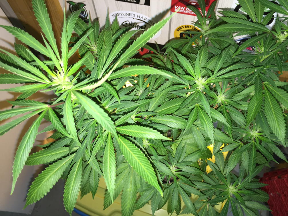 GreenThumbGirls's tweet photo. Overhead view #NYCSD genetics by @peezydread #DreadHeadz #DirtyWaterOrganics guaranteed #Fiyah 🔥🔥🔥🍁🍁🍁🍁 http://t.co/w4lTL1H75u