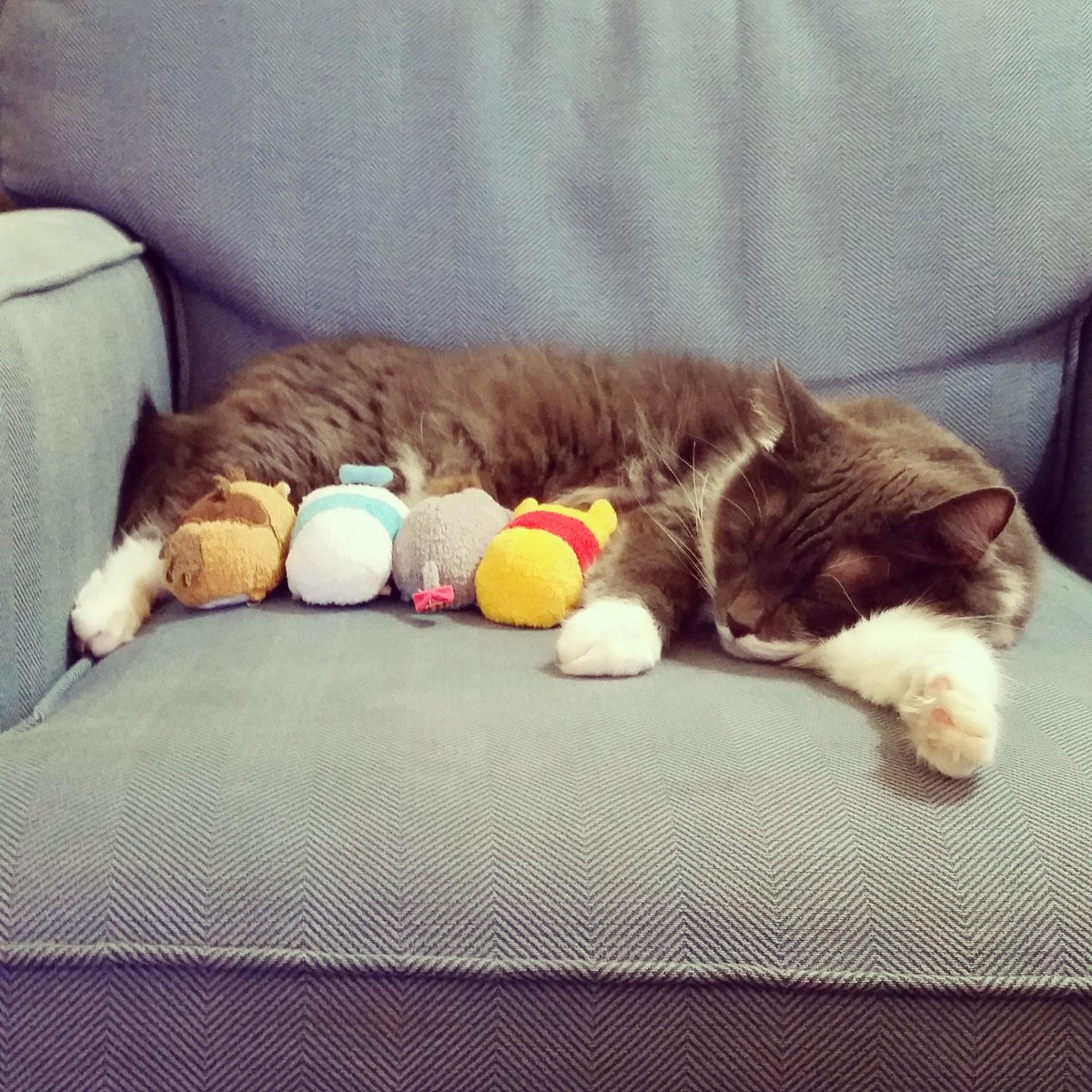 Adorable_Ind's tweet photo. Happy Mother's Day to mothers of all kinds.
#adorableindustries #happymothersday #oddkittens #ithinktheyareadopted http://t.co/eDjYPAQtSe