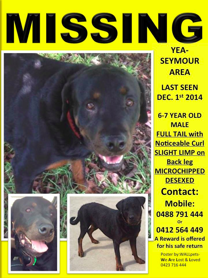 wallpetslost's tweet photo. Missing in Yea-Seymour since Dec 1st 2014. Tyson. http://t.co/9W7QMeEbEm