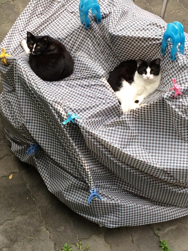 catlover tweet media