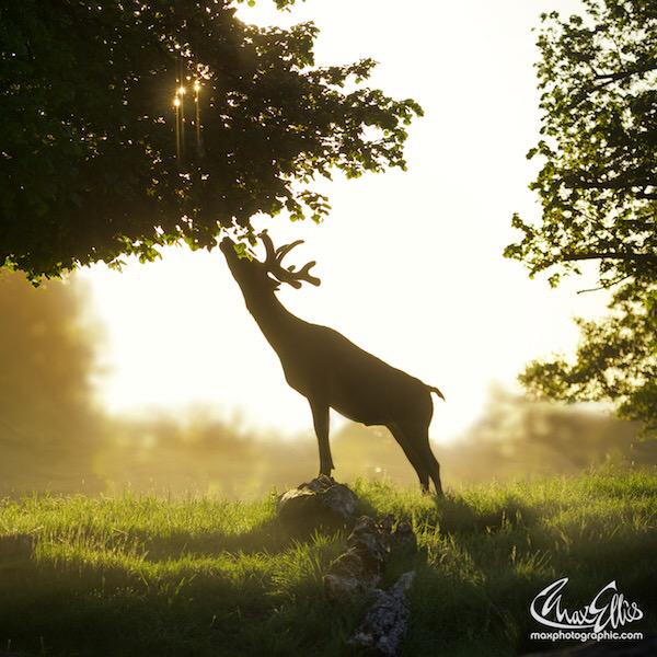 maxellis's tweet photo. #stagoftheday reaching for those tasty morning leaves #London #Bushypark #Teddington http://t.co/jjSGequdUO