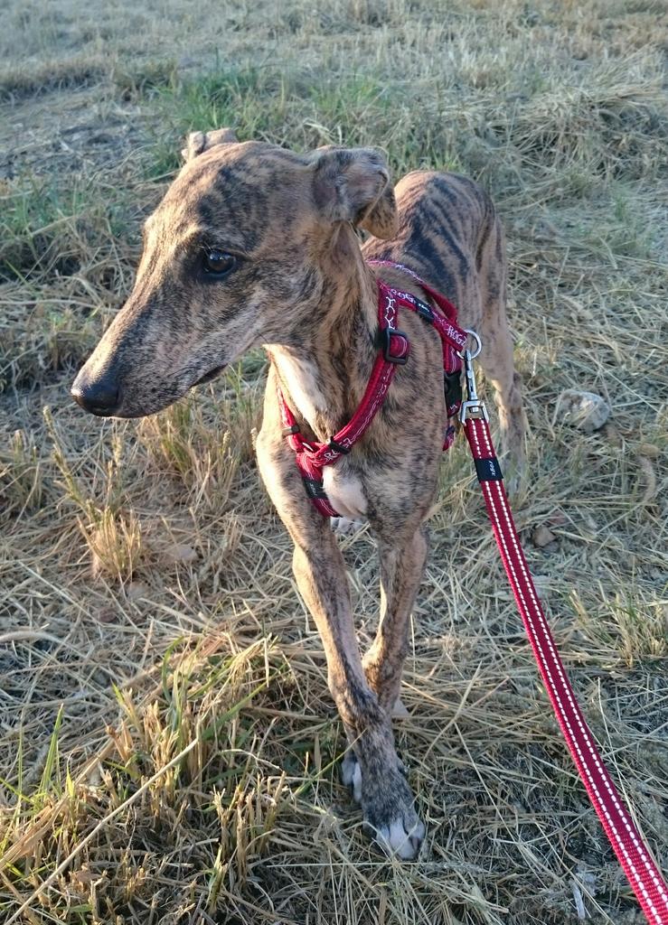 Philinnamibia's tweet image. Latest addition to the family.Did her first 5.5 k. She's a 11 week old" Boer Windhond"