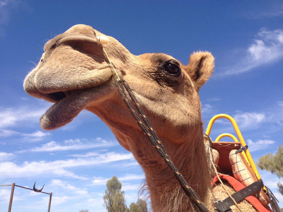 Here's your Form Guide to <a href="/UluruCamelCup/">Uluru Camel Cup</a>, the Outback's quirkiest race #Uluru #NTevents on.fb.me/1A1Ja9p