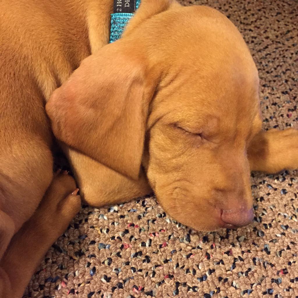 JMEpark's tweet photo. We survived the night! Did you know that puppies actually sound like screaming babies? Day 2, please be kind. http://t.co/CGQa2cLVzi