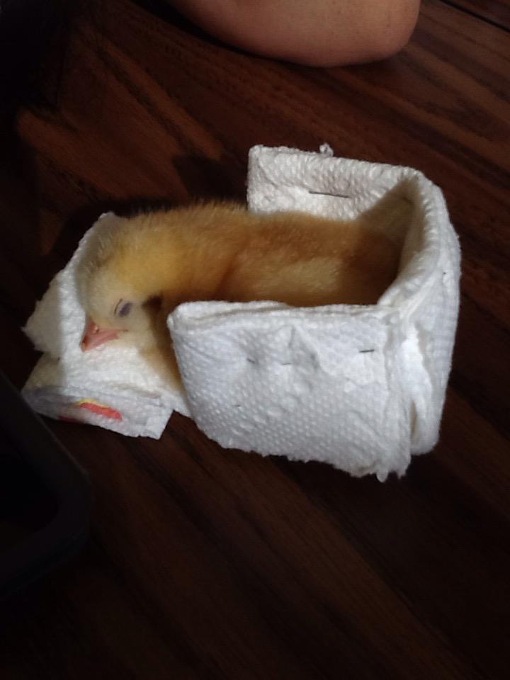 7304Faith's tweet photo. Look how cute Jeff is!!!🐥🐥 http://t.co/Y3843Qm6hY