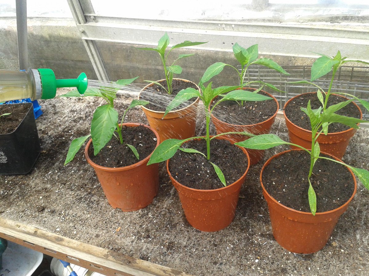 mickpoultney's tweet photo. Trialing #Dalefoot Composts , bracken & sheeps wool .... chili peppers are next to be potting on , impressed so far . http://t.co/r8QmZQbPfT