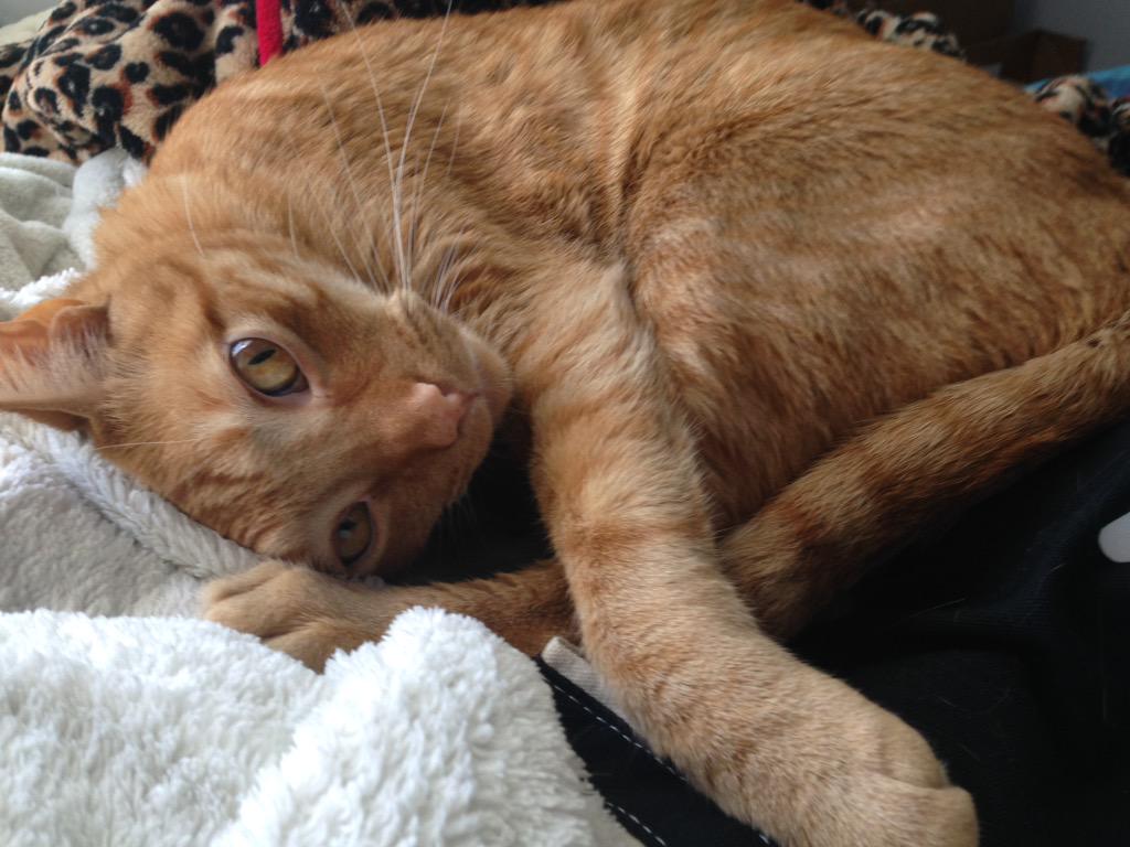 StupidNoodleCat's tweet photo. I am absolutely devastated to say that Noodle passed away last night. I love him more than I have ever loved anything http://t.co/p4qbd8bBFU