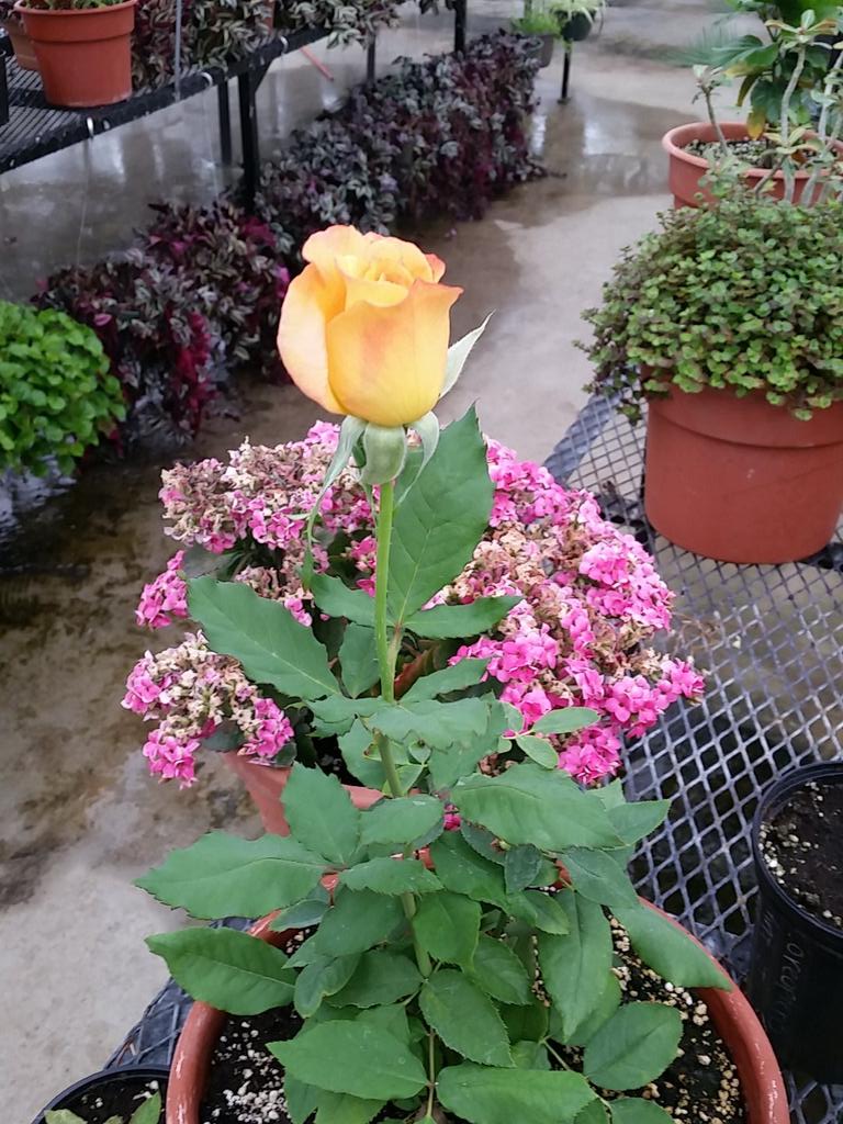 First rose cutting! #success #showyourtruecolors