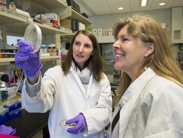 cellider's tweet image. Dying #cells can protect their #stemcells from destruction at @HSNewsBeat #chemotherapy hsnewsbeat.washington.edu/story/dying-ce…