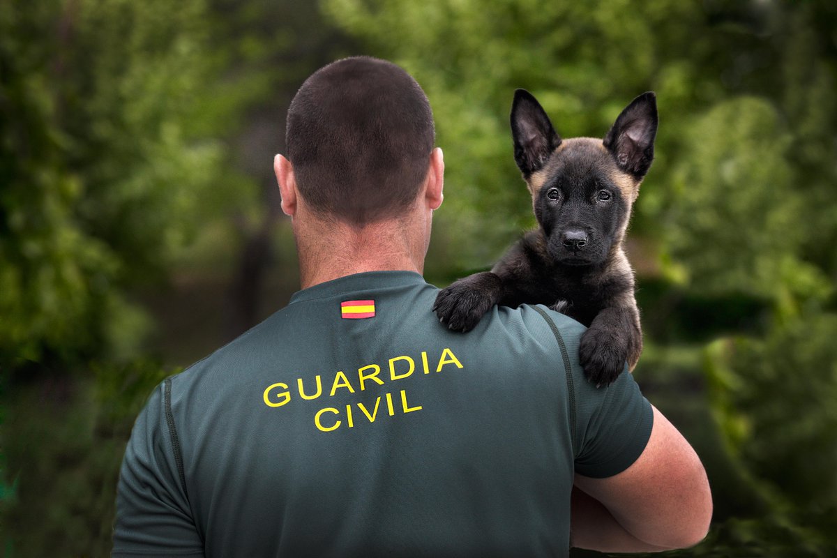 Guardia Civil 🇪🇸 på Twitter: "Desde que son cachorros, establecen con  nuestros Agentes una relación muy estrecha. Una amistad para toda la vida.  http://t.co/8xamaUx3Z7" / Twitter
