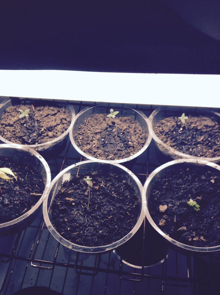 Weed Grower tweet media