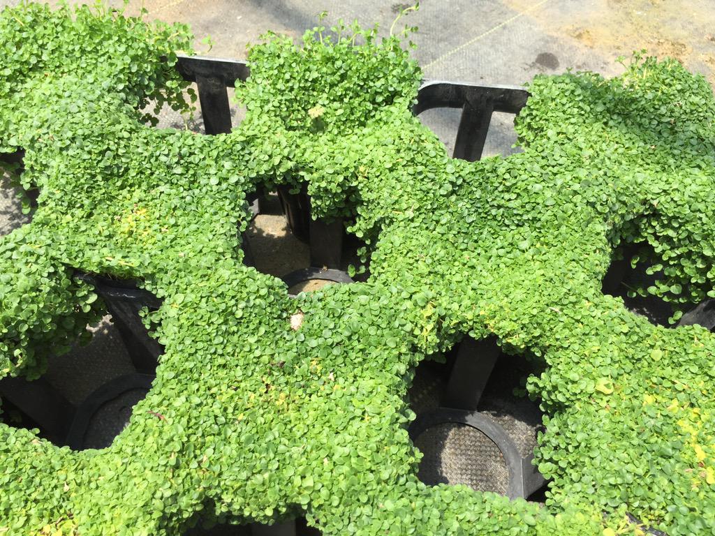 株式会社ポタジェガーデン 5 14 今週も新着苗情報を更新しました コルシカミントがポットから飛び出してにょきにょき伸びてしまいました グランドカバーにオススメ Http T Co 8xtfdby2iu Http T Co Pxzbqvsp5l Twitter 株式会社ポタジェガーデン 5 14 今週も新着苗情報を更新しました コルシカミントがポットから飛び出してにょきにょき伸びてしまいました グランドカバーにオススメ Http T Co 8xtfdby2iu Http T Co Pxzbqvsp5l Twitter