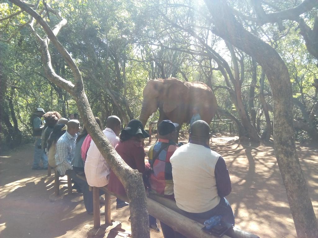 02monami's tweet photo. A date with wildlife at #ElephantSanctuary...INCREDIBLE! #NigeriaMeetSouthAfrica #ExploreTshwane http://t.co/yAZAw8d81m