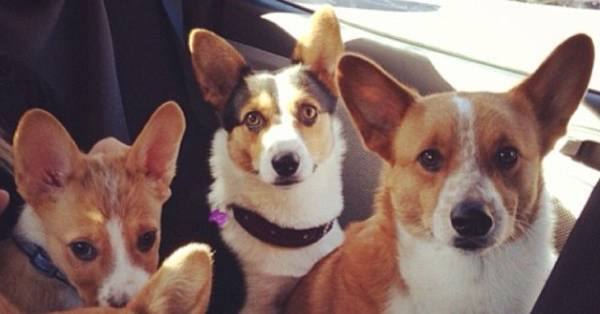 OMGFacts's tweet photo. 10 Facts About Corgis That Will Make Other Dogs Seem So Basic. #6 Surprised Me -> http://t.co/OO3wvw0Kp1 http://t.co/K2F6Hw444k