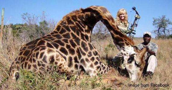 marcthevet's tweet photo. 'Stop Trophy Hunting Giraffes' And all other animals too! Pls sign &amp; share thanks everyone: http://t.co/kPJxI3rsIe http://t.co/XHlGfYFCQU