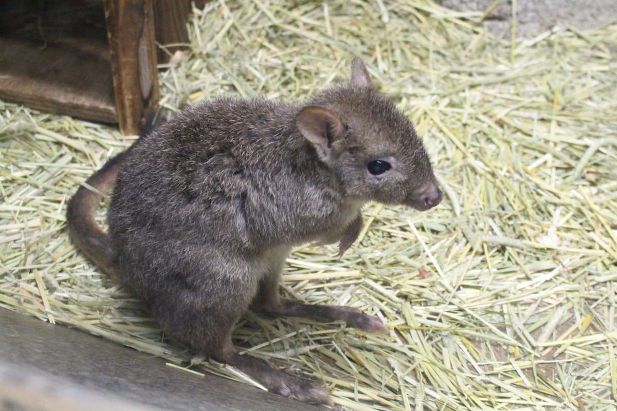 アワビか ホタテか フサオネズミカンガルー カンガルーの小さいのがワラビーだと思ってたけど 更に小さいフサオくんにはカンガルーって付くんだね フサオネズミカンガルー 東山動植物園 Http T Co Ugfjjt9j1v Twitter