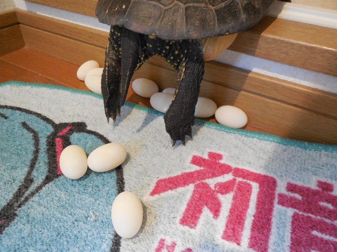 帰宅したら亀が産卵してて風呂に入れない ツイートが話題になってる Matomehub まとめハブ