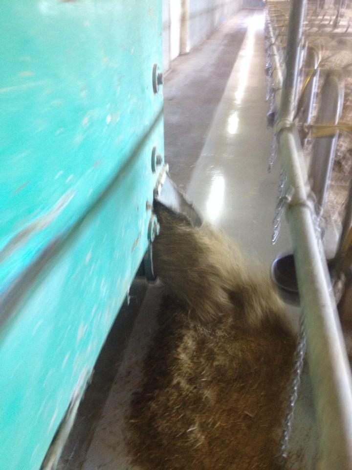 First batch of feed going on new Apoxsee <a href="/PrinzhavenFarms/">Prinzhaven Farms</a>