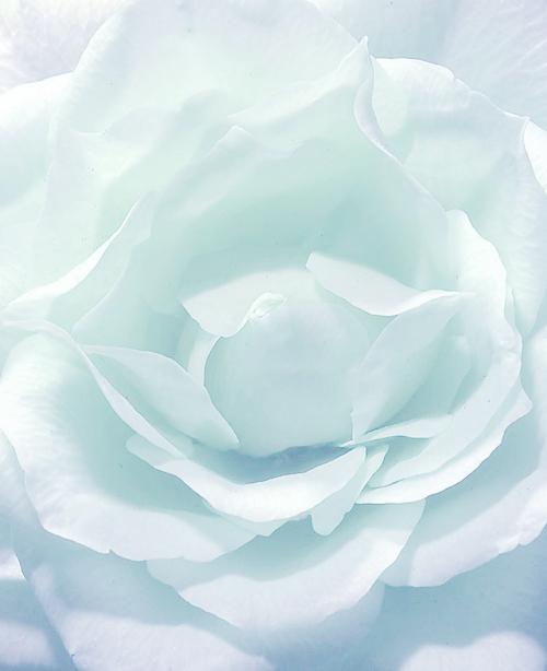 FloweJr's tweet image. My love is a rose, a summer’s day, a smile.