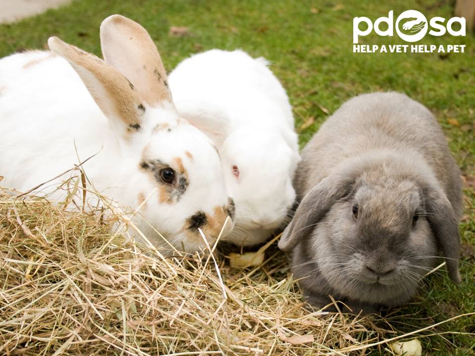 PDSA_HQ's tweet photo. #RoomforRabbits tip 4: Hide toilet rolls filled with good quality, dust-free hay for your rabbits to find http://t.co/dSpALeAQMf