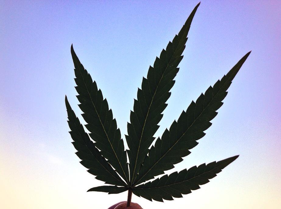 BIG_Seeds's tweet photo. Querer votar y que los politicos no respondan la pregunta: que pasa con el #cannabis? #NOHAYVOTO #SINOTOCAnohayvoto http://t.co/qhkEKKiZga