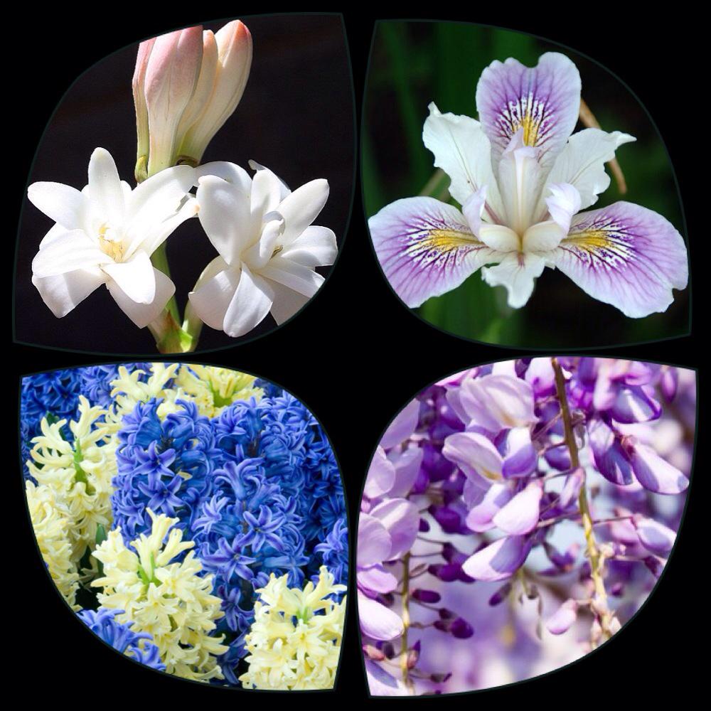 Plants are by far the largest source of fragrant compounds used in #perfumery . #nature helps man in different ways