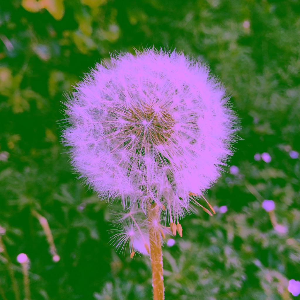 Secret_Fix's tweet image. SPRINGTIME !¡