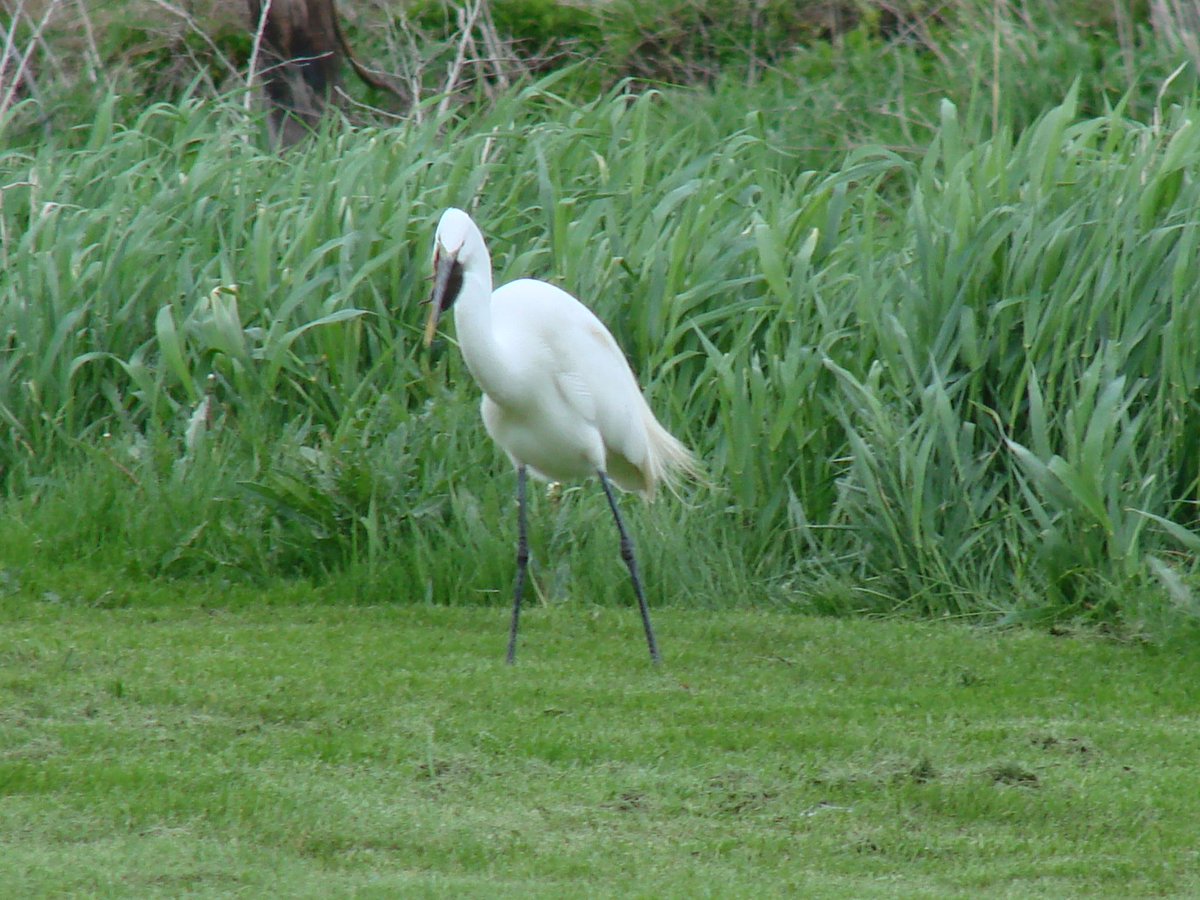 Lunch time for a White Heron