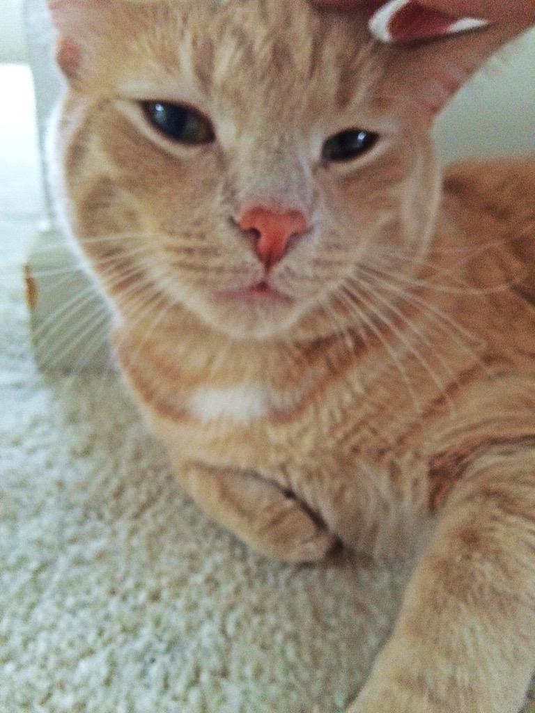 Just gonna lay here...PET ME