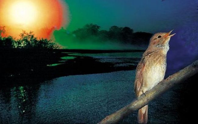 соловей весной. соловей на закате. крылов и. соловей в ночном лесу. весна птицы.