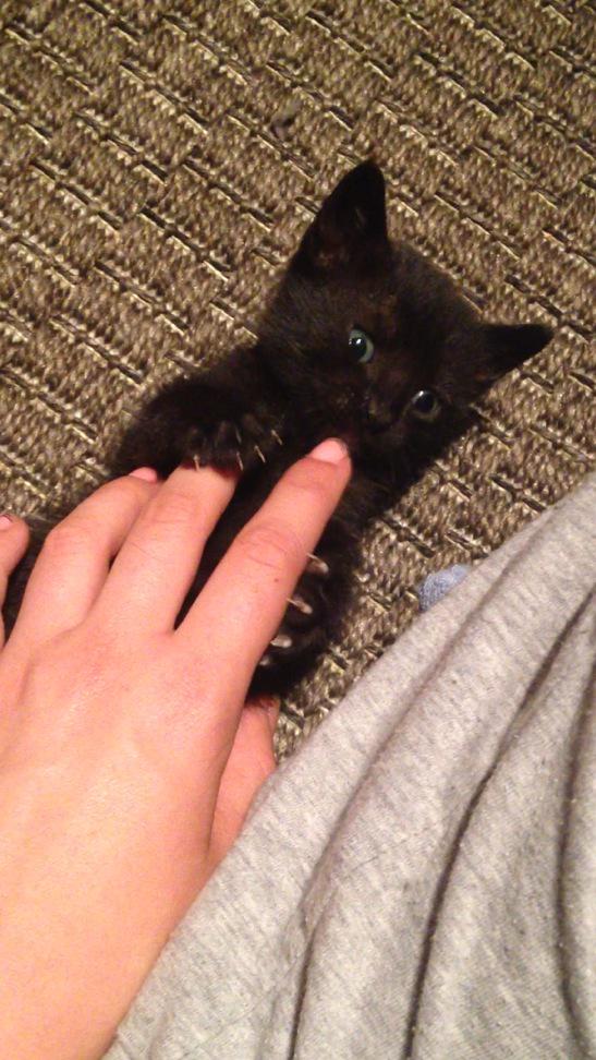 MiraNacheva's tweet photo. Alguien quiere un gato? Difundir que si no lo dejo en la perrera 😞 http://t.co/28r9vHg2gD