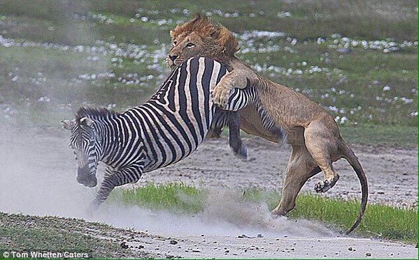 ODDSbible's tweet photo. Juventus v Real Madrid in pictures. http://t.co/5jISaiEG8f