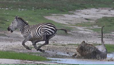 Juventus v Real Madrid in pictures.