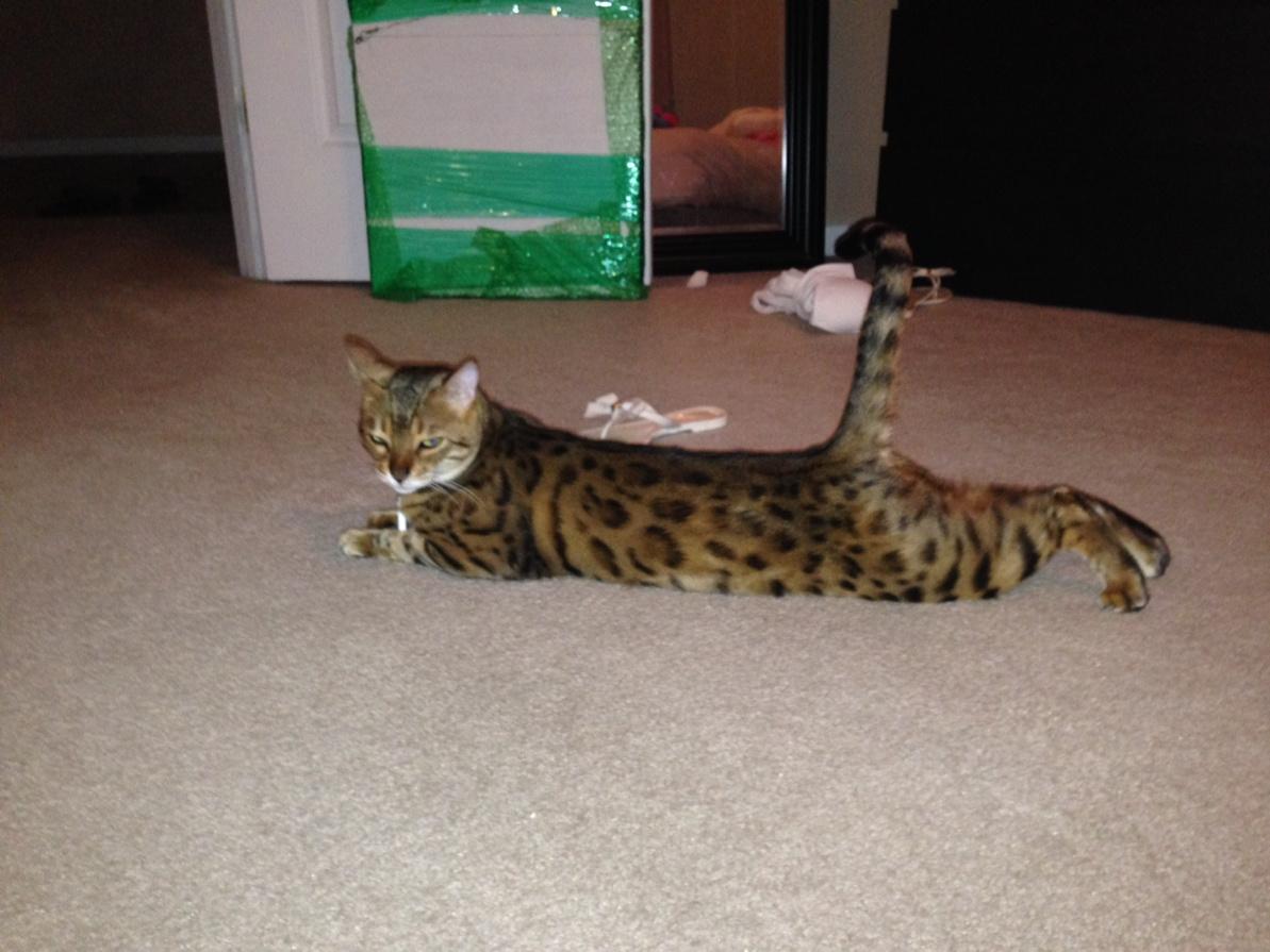 EdieTraill's tweet photo. @sherilynch "#Caturday's cool but I can't wait for #caturday night…"😎 http://t.co/r0NLhVS4GI
