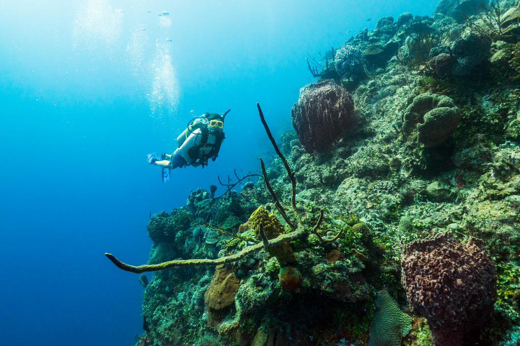 VisitTCI's tweet image. Diving in the Turks and Caicos should definitely be on your vacation todo list: visittci.com/things-to-do/d…