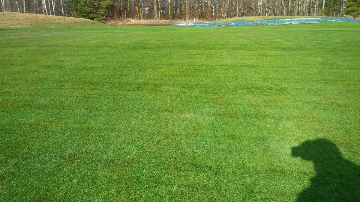 SuperPiperTBay's tweet photo. Dormant overseeding results are fantastic! #FWCC #turfco #triwave40 #A1A4 #roadtorecovery http://t.co/JrcDg3qYf6