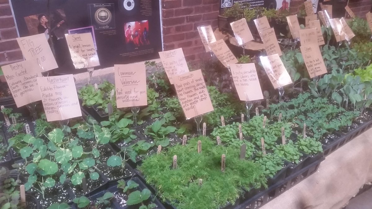 RhodeIslandRoot's tweet image. All set up over at Hope Artiste Village. Here 9-1 pm. 999 main st Pawtucket. Loads of greens, herbs, and fig trees!