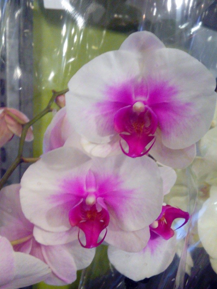 zalabaze's tweet photo. Sigmunds Zigismunds Zigmunds - sveicam vārda dienā! http://t.co/IWq1vbP3rA