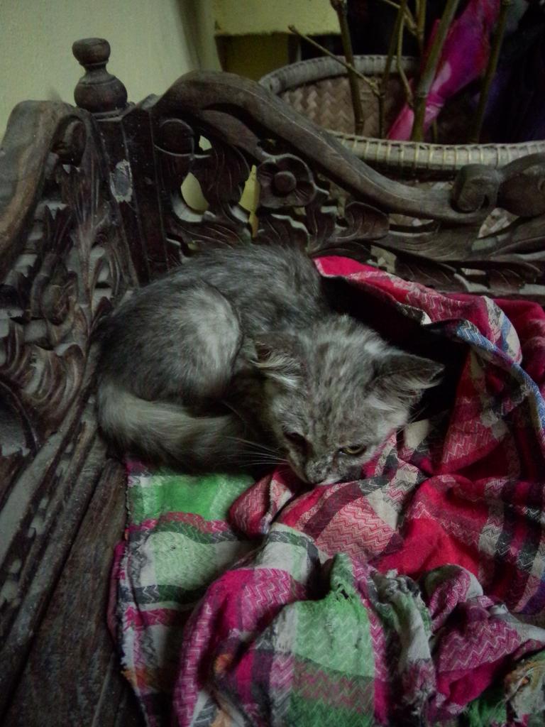 ZHezmin's tweet photo. teman si kucing... 😣😞 http://t.co/CXZlZ4ZNM0