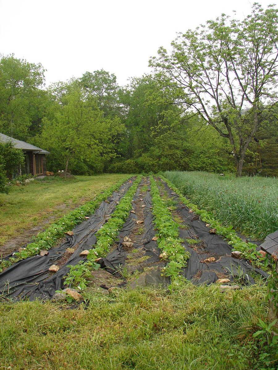 WeaverStreet's tweet photo. #pft2015 Garlic and strawberries at Turtle Run Farm http://t.co/yXkMWTryGq