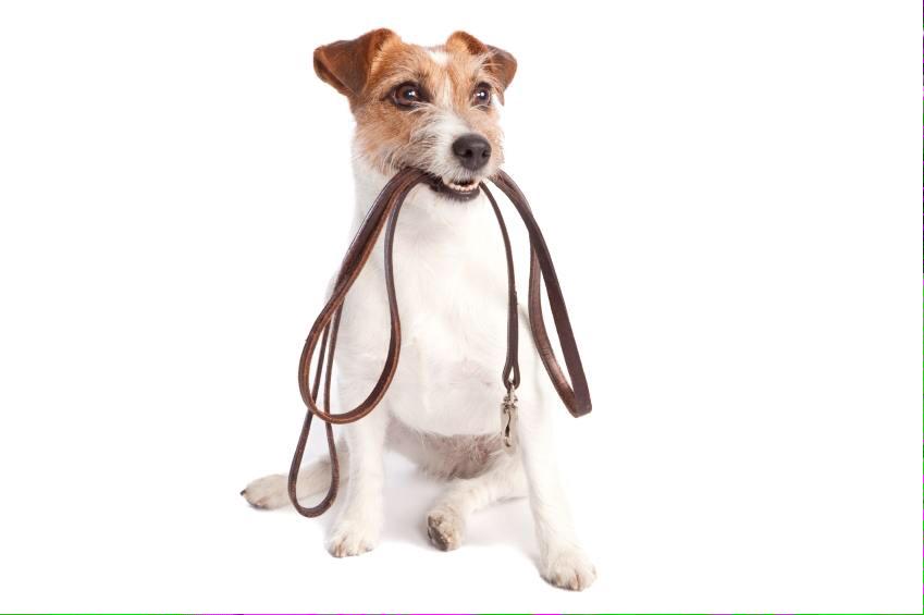 dogwalkcardiff's tweet photo. Going away this summer? Worried about the dog? We can help!! #dogboarding #doglover #dogsitting #summer2015 http://t.co/rHstKkVM7N