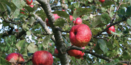 One Cornwall tweet media