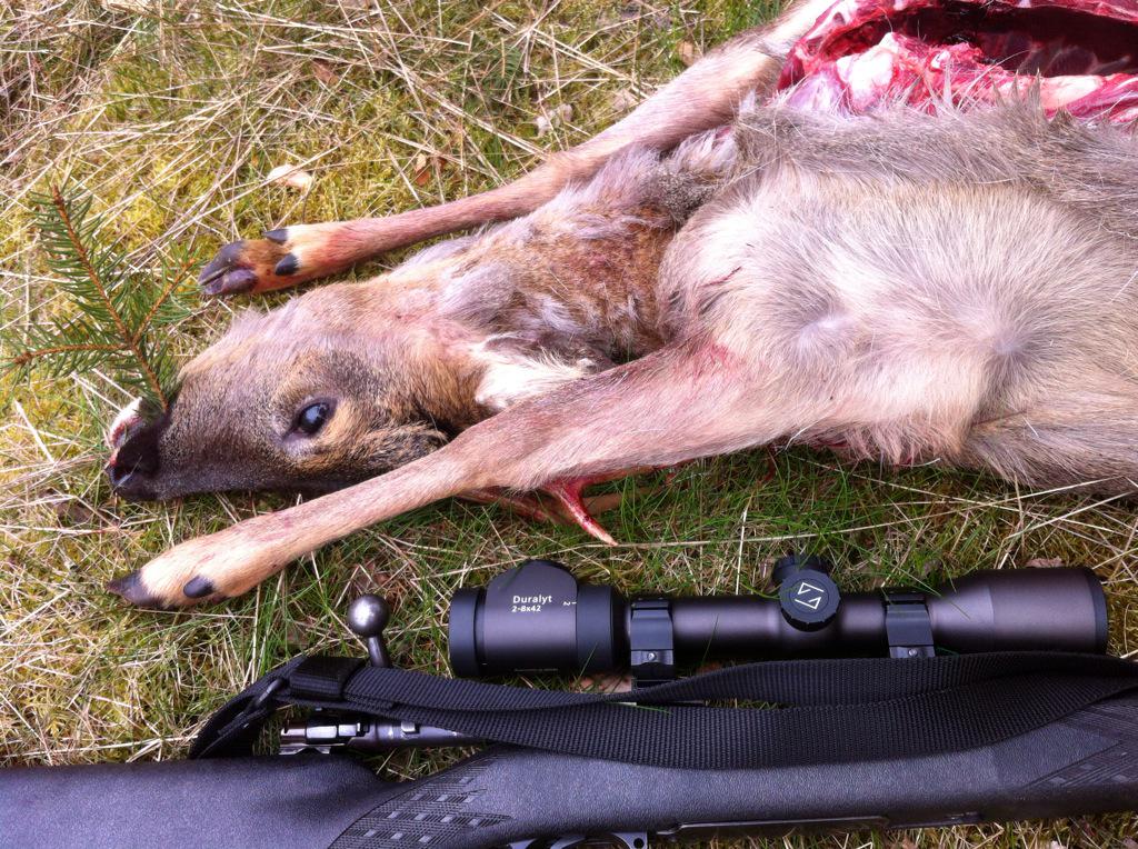 trickyprepper's tweet image. Rehbock in Germany. Nice food.