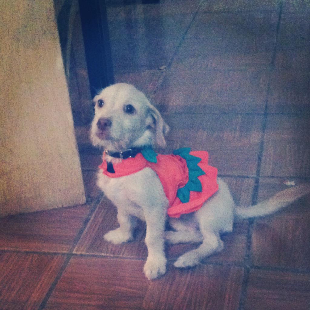 jonadeaths's tweet image. Mi chuleta #mascotas  #Halloween