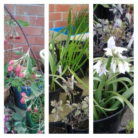 beechbrae's tweet photo. Great plants for #beechbrae #orchard #forestgarden from @plantsandapples #weepingcrab #treeonion #threecorneredleek http://t.co/t2skd0eF6a