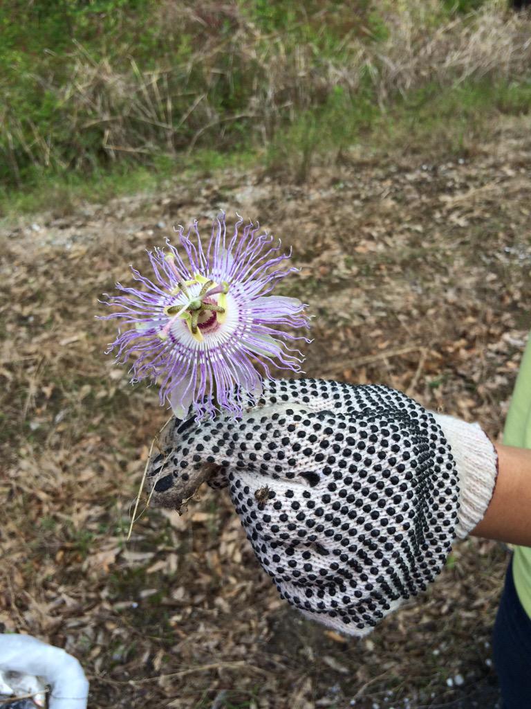 wilabar's tweet image. Finding beauty while helping clean up #Lafayette. #PFY @ProjFrontYard