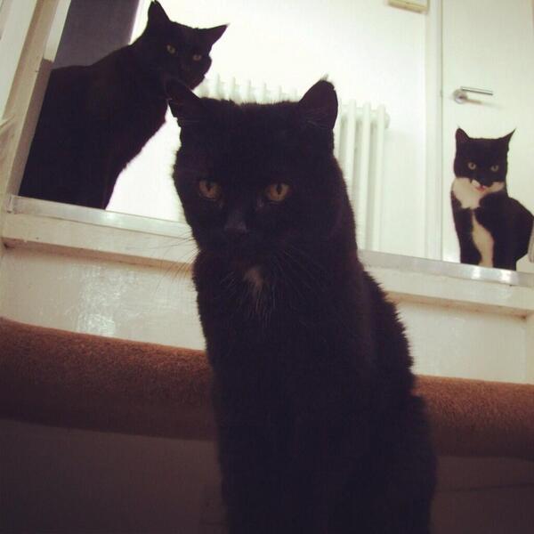 MYSADCAT's tweet photo. My cat is sad because the inane chatter of other cats about the Royal Baby makes him feel estranged from catkind. http://t.co/5EqOAgutZX
