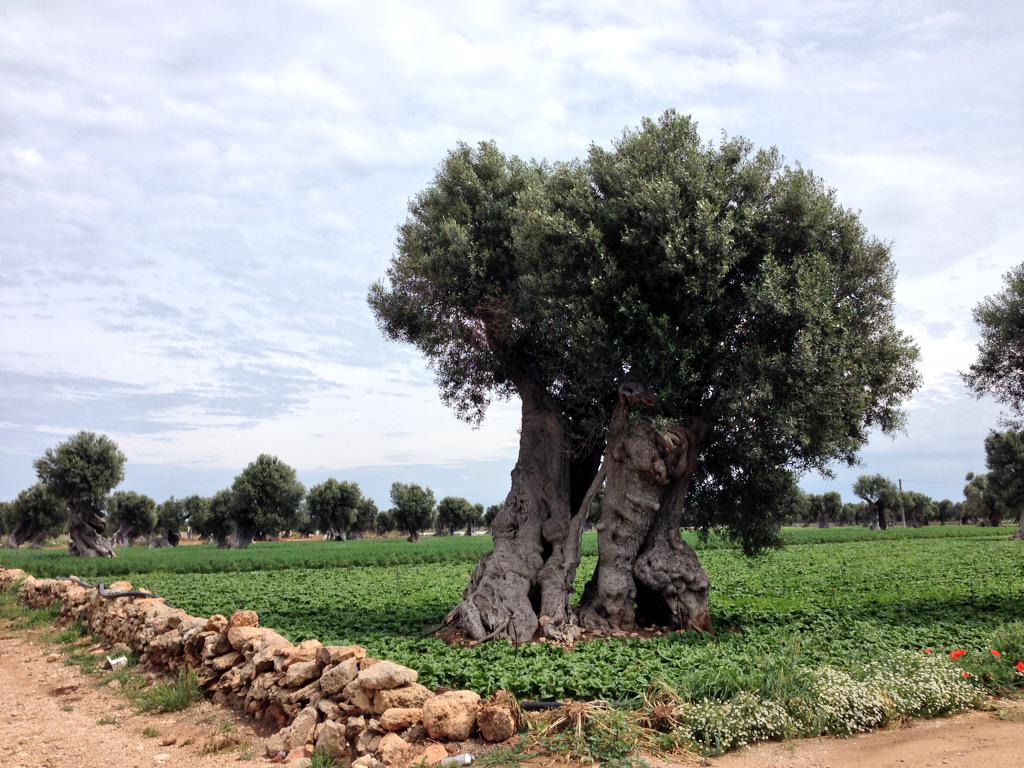 Gli alberi sanno. E questa è la più bella cartolina dalla #puglia, soprattutto quest'anno. #viaggi @CoccaroMaizza